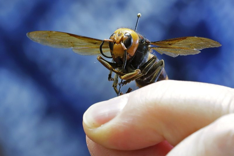 In this May 4, 2020, file photo, an Asian giant hornet from Japan is held on a pin by Sven Spichiger, an entomologist with the Washington state Dept. of Agriculture in Olympia, Washington.