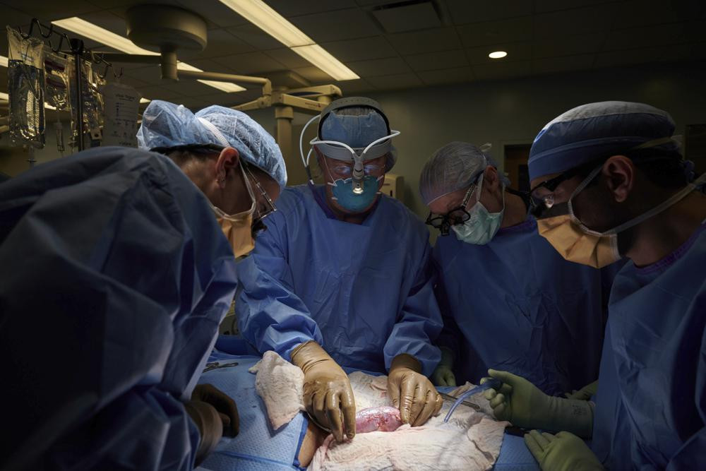 In this September 2021 photo provided by NYU Langone Health, a surgical team at the hospital in New York examines a pig kidney attached to the body of a deceased recipient for any signs of re