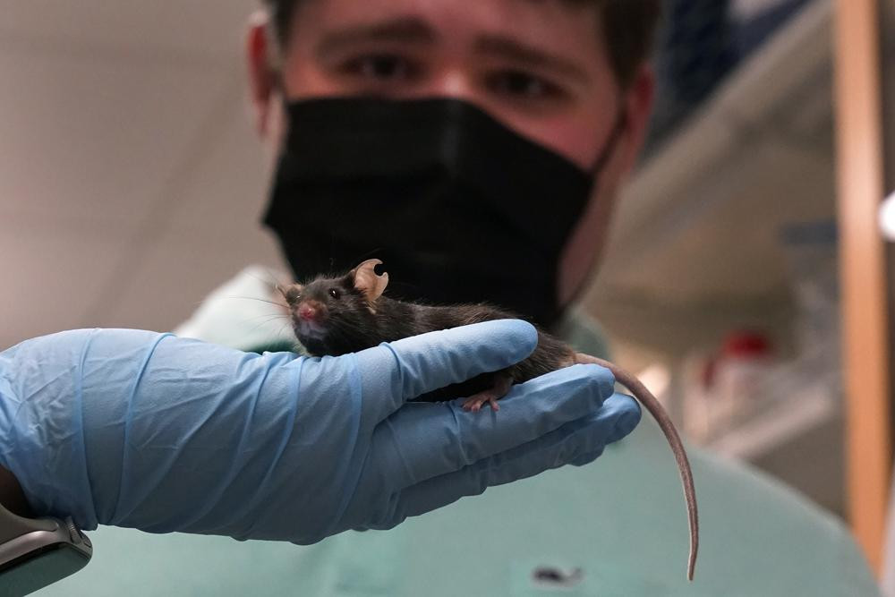 Research assistant Katie McCullough holds up a mouse for Jake Litvag, 16, to see inside a Washington University lab where doctors are using the mice and Jake’s genes to study a rare form of a