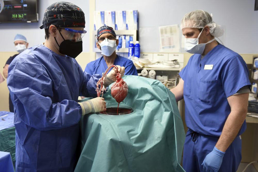 In this photo provided by the University of Maryland School of Medicine, members of the surgical team show the pig heart for transplant into patient David Bennett in Baltimore on Friday, Jan.