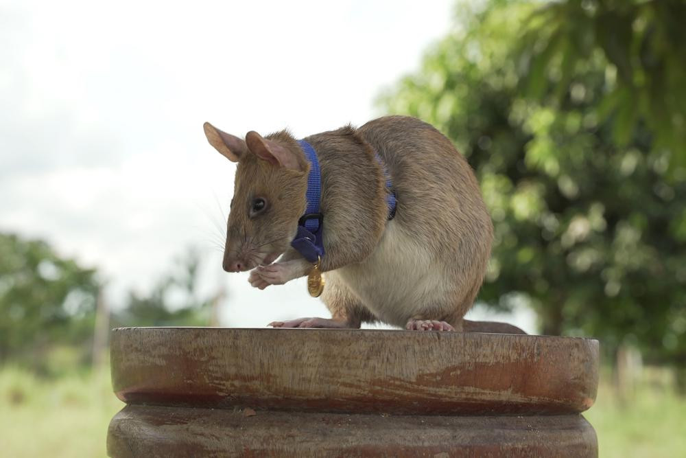 In this undated photo issued by the PDSA, People's Dispensary for Sick Animals, Cambodian landmine detection rat, Magawa is photographed wearing his PDSA Gold Medal, the animal equivalent of 