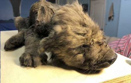 Meet 18,000-year-old puppy found in permafrost