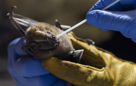 A researcher for Brazil's state-run Fiocruz Institute takes an oral swab sample from a bat captured in the Atlantic Forest, at Pedra Branca state park, near Rio de Janeiro, Tuesday, Nov. 17, 