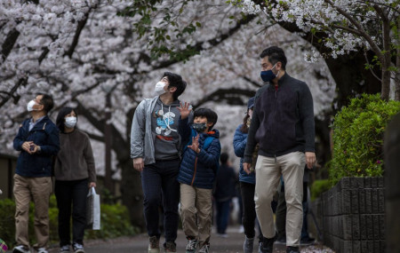 People wearing protective masks to help curb the spread of the coronavirus walk under a canopy of cherry blossoms Sunday, March 28, 2021, in Tokyo.