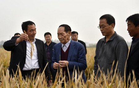 In this Oct. 15, 2017 photo, Yuan Longping, center, stands in a field of hybrid rice in Handan in northern China's Hebei Province.