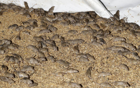 Mice scurry around stored grain on a farm near Tottenham, Australia on May 19, 2021.