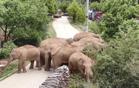 In this photo taken June 4, 2021, and released by the Yunnan Forest Fire Brigade, a migrating herd of elephants graze near Shuanghe Township, Jinning District of Kunming city in southwestern 