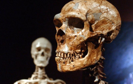 This Wednesday, Jan. 8, 2003 file photo shows a reconstructed Neanderthal skeleton, right, and a modern human skeleton on display at the Museum of Natural History in New York.