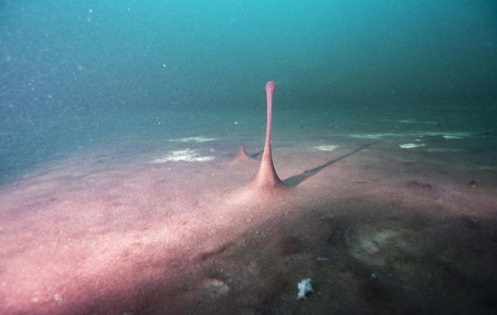 This June 19, 2019 photo provided by NOAA Thunder Bay National Marine Sanctuary shows purple microbial mats in the Middle Island Sinkhole in Lake Huron, Michigan.