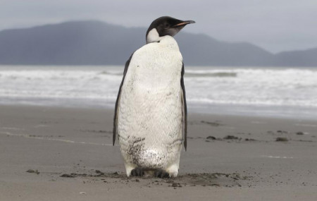 In this June 21, 2011 file photo, an Emperor penguin stands on Peka Peka Beach of the Kapiti Coast in New Zealand.