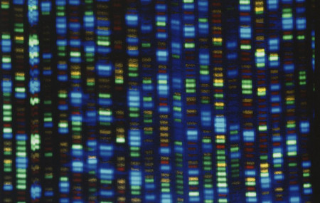 This undated image made available by the National Human Genome Research Institute shows the output from a DNA sequencer.