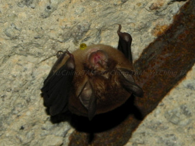 Rhinolophus sinicus (Chinese horseshoe bat) was found to harbor SARS-Cov-1 ( Yu Ching Tam)
