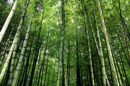 China has been implementing some version of nature-based solutions for decades, if not centuries. JFXie 'Simplicity and bamboo forests' via Flickr
