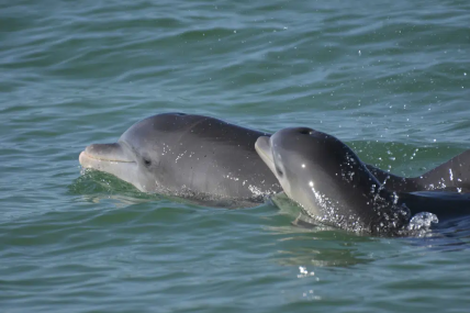 In this undated photo, bottlenose dolphins swim in open waters off Sarasota Bay, Florida.  AP/RSS Photo