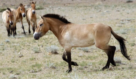 FILE - This photo taken on Thursday, June 16, 2011 shows four Przewalski's Horses after being released at the Khomiin Tal reservation in Western Mongolia.  AP/RSS Photo