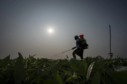 Bhaskar Rao, a farm worker, sprays natural pesticide. AP/RSS Photo