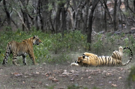 FILE - Tigers are visible at the Ranthambore National Park in Sawai Madhopur, India on April 12, 2015.  AP/RSS Photo
