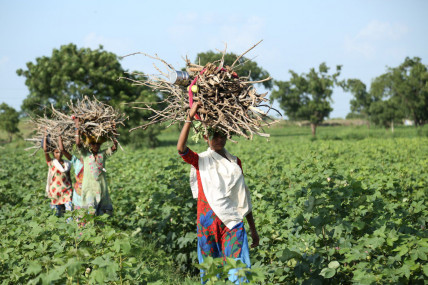 Women engaging in rural work in Maharashtra, India. (Gyan Shahane, Unsplash)