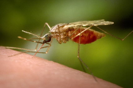 This 2014 photo made available by the U.S. Centers for Disease Control and Prevention shows a feeding female Anopheles funestus mosquito. The species is a known vector for malaria. File Photo