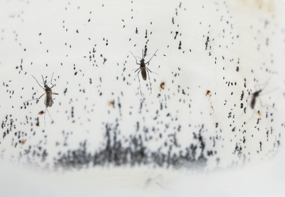 Mosquitoes lay eggs inside the World Mosquito Program’s factory, in Medellin, Colombia, Thursday, Aug. 10, 2023. Scientists are breeding the mosquitoes to carry the bacteria Wolbachia, which interrupts the transmission of dengue.  AP/RSS Photo