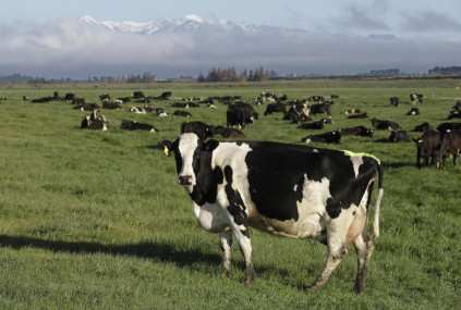 FILE - Dairy cows graze on a farm near Oxford, New Zealand, on Oct 8, 2018. (AP/RSS Photo)