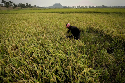 A farmer harvests rice crop in a paddy field on the outskirts of Guwahati, India, Tuesday, June 6, 2023. (AP/RSS Photo)