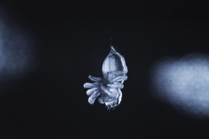 This photo provided by Daniela C. Roessler in August 2022 shows a jumping spider (E. arcuata) exhibiting leg curling during a REM sleep-like state. AP/RSS Photo