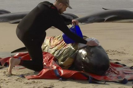 In this image made from a video, a rescuer pours water on one of stranded whales on Ocean Beach, near Strahan, Australia Wednesday, Sept 21, 2022. More than 200 whales have been stranded on Tasmania’s west coast, just days after 14 sperm whales were found beached on an island off the southeastern coast. (AP/RSS Photo)