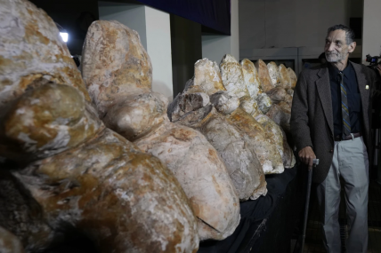 Vertebrae of the new species — named Perucetus colossus, or “the colossal whale from Peru.  AP/RSS Photo