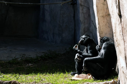 Primates sit in the sun at the Fort Worth Zoo in Fort Worth, Texas, Friday, Feb. 23, 2024.