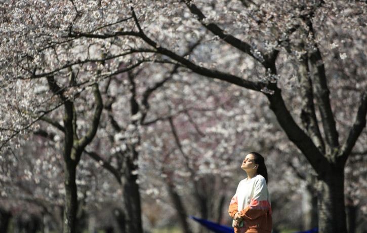 In this March 26, 2020, photo, a person takes in the afternoon sun amongst the cherry blossoms along Kelly Drive in Philadelphia.