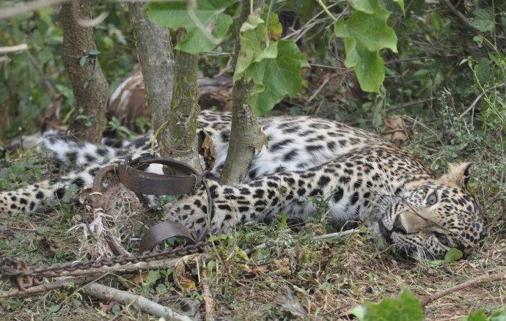 This November 2014 photo provided by the Wildlife Trust of India shows a leopard caught in a trap in a forest in Karnataka, India.