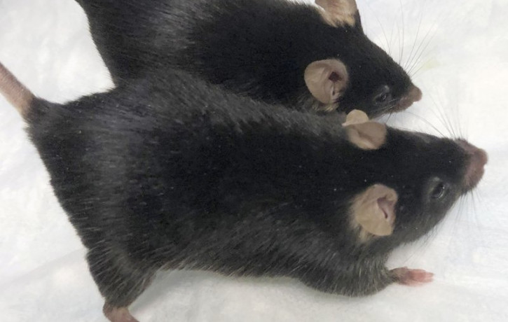 This August 2020 photo provided by Dr. Se-Jin Lee shows a normal mouse and a “twice-muscled” mouse developed at The Jackson Laboratory in Bar Harbor, Maine.