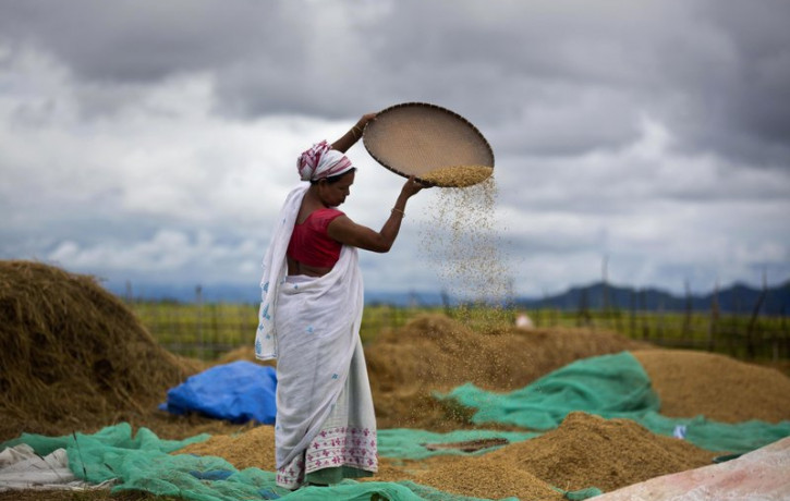 In this June 13, 2018 file photo, an Indian woman separates grain from the husk in a paddy field in Mayong village on the outskirts of Gauhati, India.