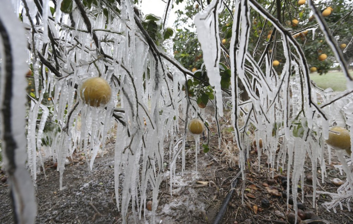 In this Feb. 15, 2021, file photo, icicles form on a citrus tree from a sprinkler system used to protect the trees from the freezing temperatures in Edinburg, Texas.