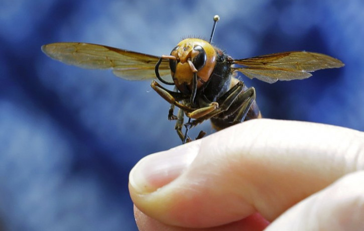In this May 4, 2020, file photo, an Asian giant hornet from Japan is held on a pin by Sven Spichiger, an entomologist with the Washington state Dept. of Agriculture in Olympia, Washington.