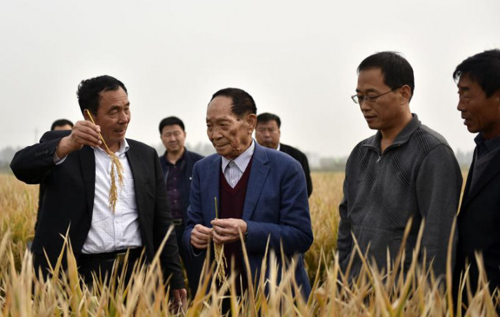 In this Oct. 15, 2017 photo, Yuan Longping, center, stands in a field of hybrid rice in Handan in northern China's Hebei Province.