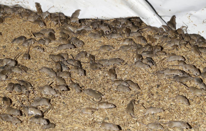 Mice scurry around stored grain on a farm near Tottenham, Australia on May 19, 2021.