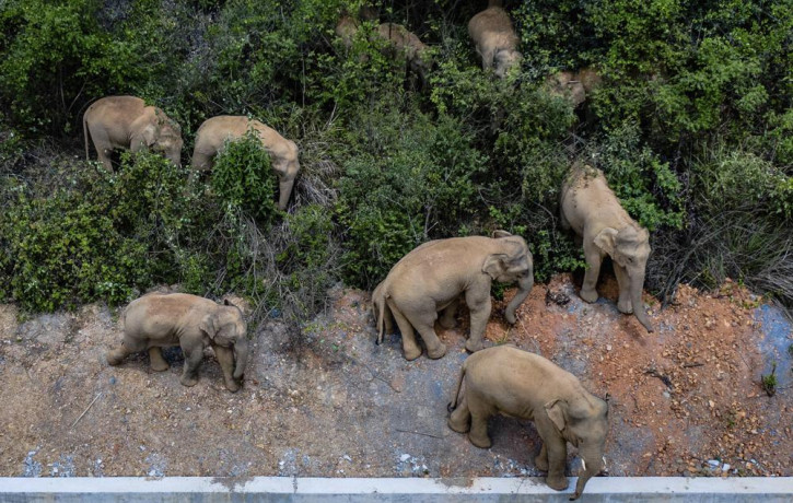 In this aerial photo file photo taken on May 28, 2021, and released by China's Xinhua News Agency, a herd of wild Asian elephants stands in E'shan county in southwestern China's Yunnan Provin