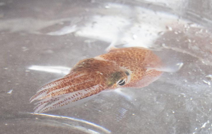 A squid is shown at a lab in Honolulu on June 11, 2021.