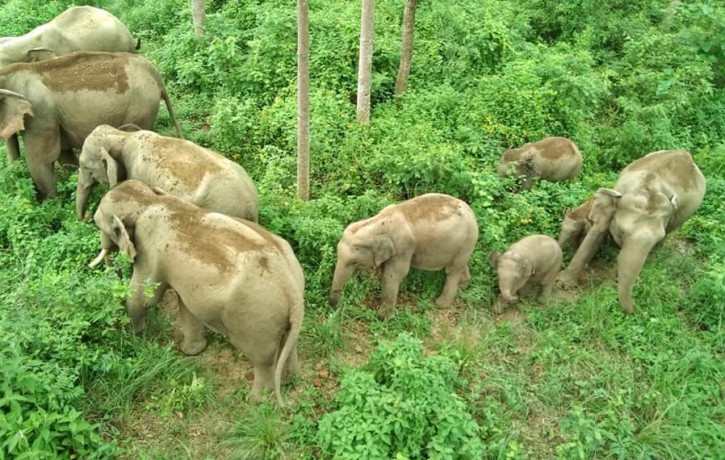 Wild elephants that came to Bardia National Park from India. Photo Courtesy: Shivaram Chaudhary
