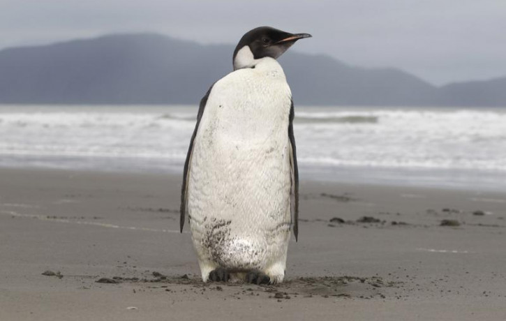 In this June 21, 2011 file photo, an Emperor penguin stands on Peka Peka Beach of the Kapiti Coast in New Zealand.