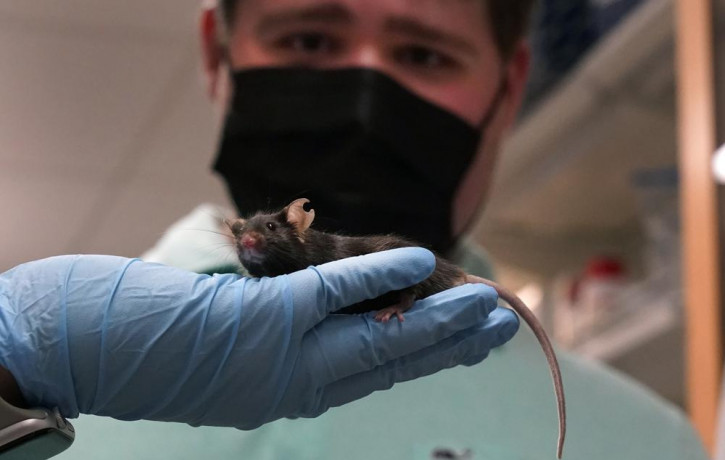 Research assistant Katie McCullough holds up a mouse for Jake Litvag, 16, to see inside a Washington University lab where doctors are using the mice and Jake’s genes to study a rare form of a