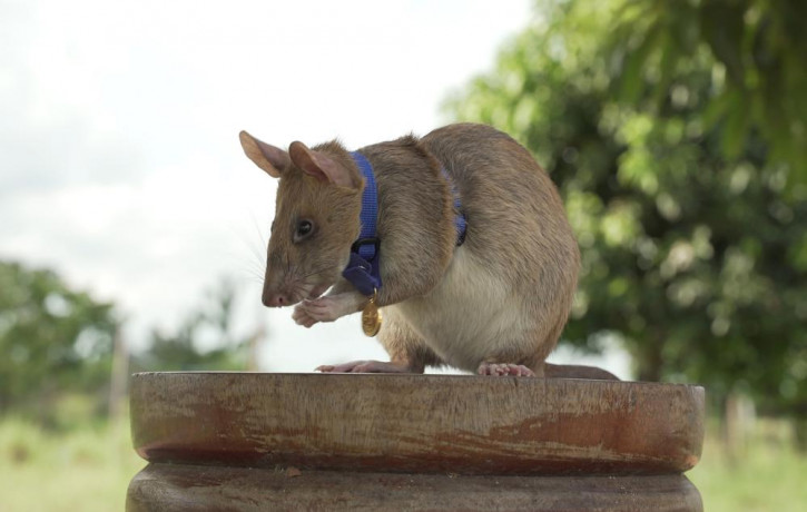 In this undated photo issued by the PDSA, People's Dispensary for Sick Animals, Cambodian landmine detection rat, Magawa is photographed wearing his PDSA Gold Medal, the animal equivalent of 