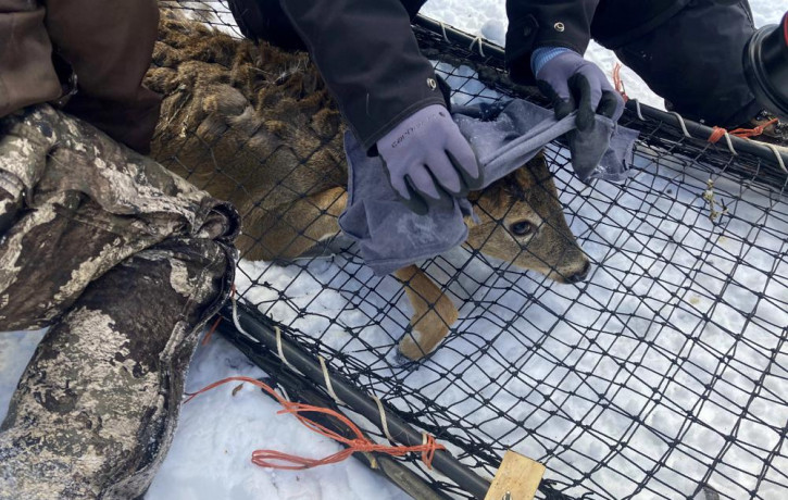 A wildlife team covers a young buck's head with a cloth to help calm it before testing the deer for the coronavirus and taking other biological samples in Grand Portage, Minn. on Wednesday, M