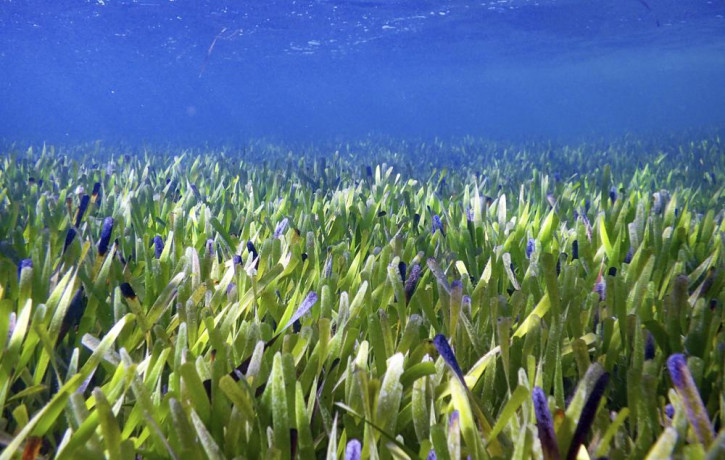 This August 2019 photo provided by The University Of Western Australia shows part of the Posidonia australis seagrass meadow in Australia's Shark Bay.