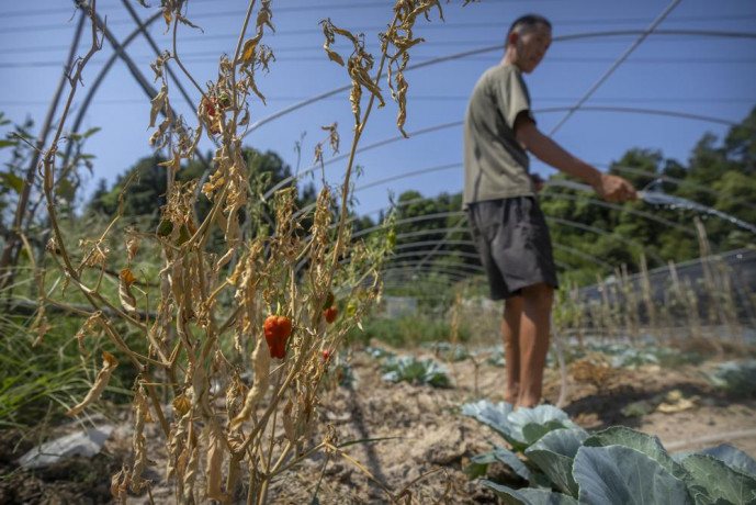 Gan Bingdong uses a hose to water plants near a dying chili pepper plant at his farm in Longquan village in southwestern China's Chongqing Municipality, Saturday, Aug. 20, 2022. AP/RSS Photo