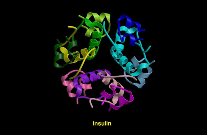 Molecular model of the insulin molecule.