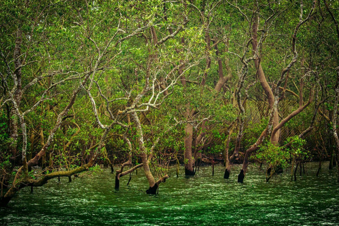 The name Sundarbans is derived from the name of Sundari tree which has adapted to the high tides in the Ganges, Brahmaputra and Meghna rivers delta. The name Sundarbans is derived from the name of Sundari tree which has adapted to the high tides in the Ganges, Brahmaputra and Meghna rivers delta. Maitheli Maitra via Unsplash