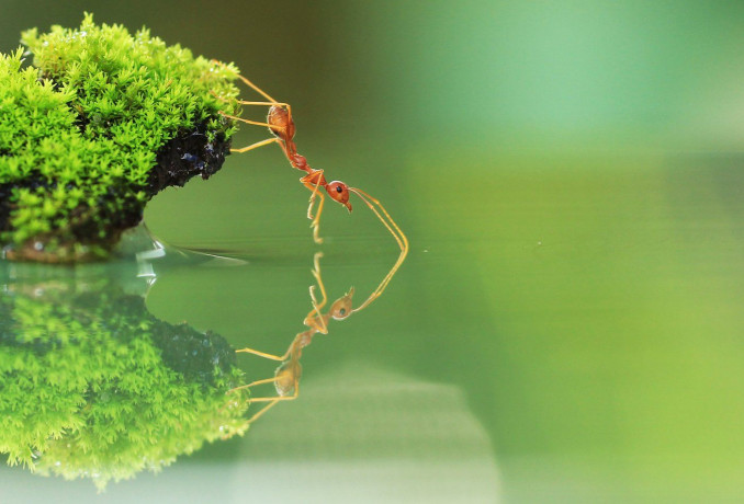Ants can teach us plenty on how to manage congestion. (Charlie Stinchcomb)